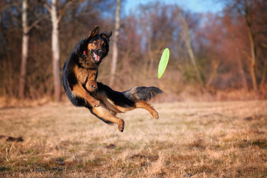 Bohemian Shepherd, Purebred Dog. Black And Brown, Hairy Shepherd Dog In Action, Jumping To Catch A Green Frisbee Disk. Active Family Dog In Training Games In Orange Late Autumn Nature.