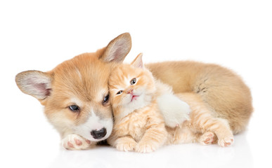 Fototapeta na wymiar Pembroke welsh corgi puppy hugs cute tiny kitten. isolated on white background