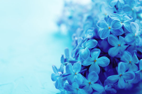 Classic blue toned photo of spring blooming lilac flowers on concrete background with copy space