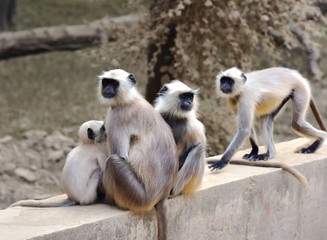 Matriarch Long tailed Monkey on guard duty