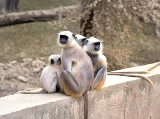 Matriarch Long tailed Monkey on guard duty