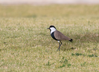 Spur-winged Lapwing  (Vanellus spinosus) at the city park, Beer Sheba, Israel