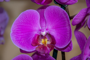 Close-up of beautiful purple orchid flower, colorful phalaenopsis plant, flora
