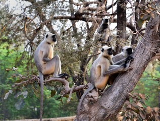 Matriarch Long tailed Monkey on guard duty