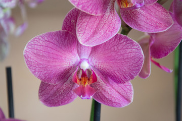 Close-up of beautiful purple orchid flower, colorful phalaenopsis plant, flora