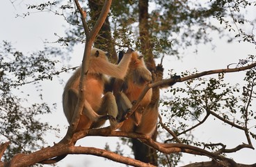 Matriarch Long tailed Monkey on guard duty