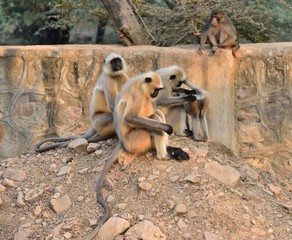 Matriarch Long tailed Monkey on guard duty