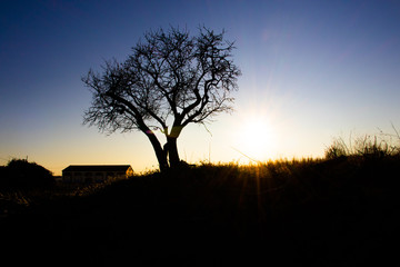 Árbol al atardecer