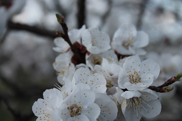 White apricot blossom