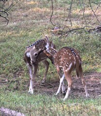 Spotted deer fighting with each other