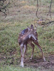 Spotted deer with an itch