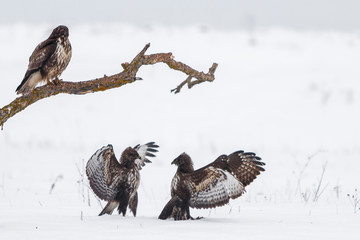Buzzards standing on and fighting in snow covered field over prey in cold winter