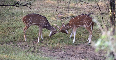 Naklejka na ściany i meble Spotted deer fighting with each other