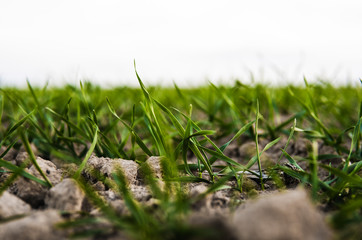 Young wheat seedlings growing on a field in autumn. Young green wheat growing in soil. Agricultural proces. Close up on sprouting rye agriculture on a field sunny day with blue sky. Sprouts of rye.