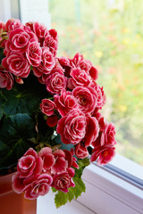 Blooming pink Begonia tuberhybrida in a pot on the windowsill