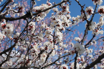 White apricot blossom