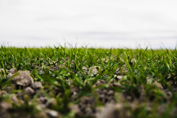Young wheat seedlings growing on a field in autumn. Young green wheat growing in soil. Agricultural proces. Close up on sprouting rye agriculture on a field sunny day with blue sky. Sprouts of rye.