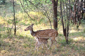 Spotted Deer Fawn feeding from mother