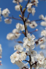 White apricot blossom