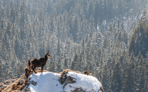 Alpine chamois standing on cliff in winter above forest