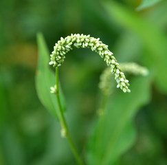 Weed Persicaria lapathifolia grows in the open ground