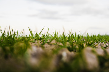 Young wheat seedlings growing on a field in autumn. Young green wheat growing in soil. Agricultural proces. Close up on sprouting rye agriculture on a field sunny day with blue sky. Sprouts of rye.