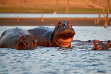A hippo, Hippopotamus amphibius, erected from the water and looking directly into the camera. View from the water surface. Evening colorful light. Kariba Lake, Zimbabwe.