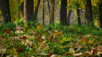 yellow maple leaves in on green grass in the park of Dnipro city, Ukraine