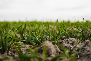 Young wheat seedlings growing on a field in autumn. Young green wheat growing in soil. Agricultural proces. Close up on sprouting rye agriculture on a field sunny day with blue sky. Sprouts of rye.