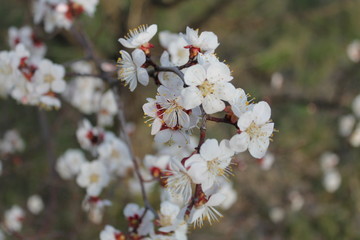 White apricot blossom