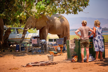 Dangerous situation with wild animal.  A wild African elephant destroying camping equipment and...