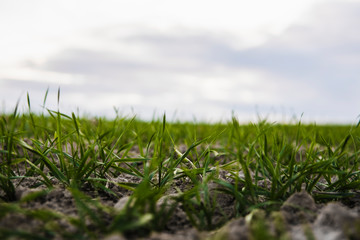 Field of young wheat seedlings growing in autumn. Young green wheat growing in soil. Agricultural proces. Close up on sprouting rye agriculture on a field sunny day with blue sky. Sprouts of rye.