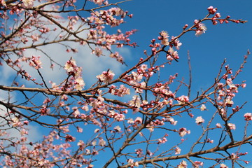 Pink apricot blossom