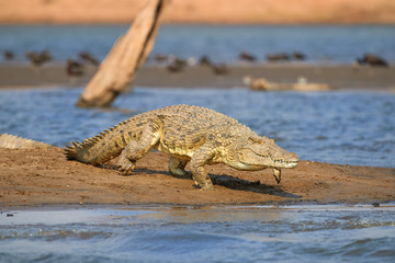 Huge Nile crocodile, Crocodylus niloticus, running from beach into water, front view from water...