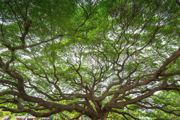 The grand of big tree in Thailand with green background
