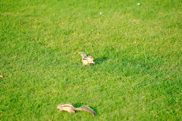 Indian Palm Squirrel in the evening sunlight