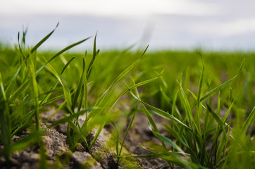 Young wheat seedlings growing on a field in autumn. Young green wheat growing in soil. Agricultural proces. Close up on sprouting rye agriculture on a field sunny day with blue sky. Sprouts of rye.