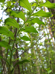 Należąca do roślin leczniczych Kokoryczka wonna ma właściwości  trujące zakwita w majowym lesie