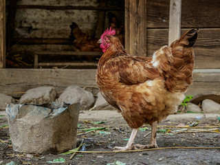 Hen in Lublin Open Air Museum, Lublin Voivodeship, Poland