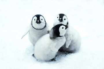 emperor penguin chicks sitting in snow - obrazy, fototapety, plakaty