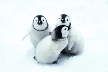 Poster Im Rahmen emperor penguin chicks sitting in snow © schapinskaja