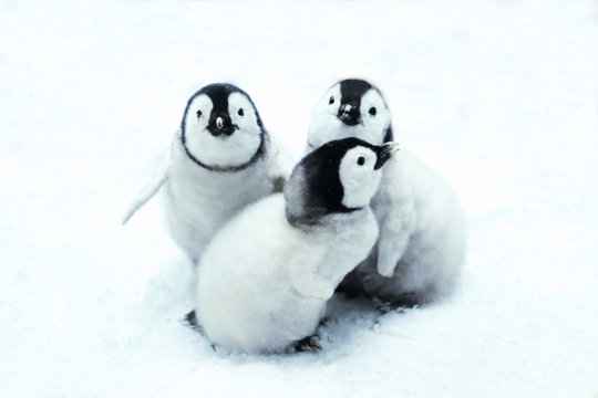 emperor penguin chicks sitting in snow