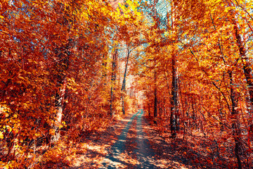 colorful autumn forest