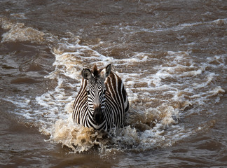 Fototapeta na wymiar zebra crossing the Mara River
