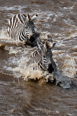 Fototapeta na wymiar zebras crossing the Mara River