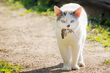 cat with a mouse in the mouth in summer