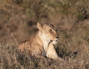 Fototapeta na wymiar Lioness lying in the grass