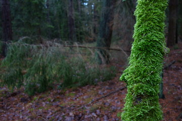 Closeup on a mossy branch, dark winter forest in the background