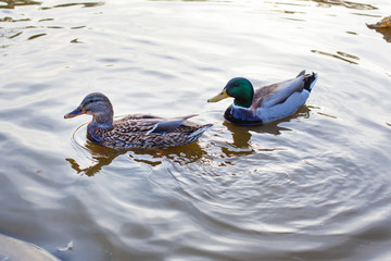 Two young ducks swing on the surface of the lake or river. Poultry or wildlife close up view.