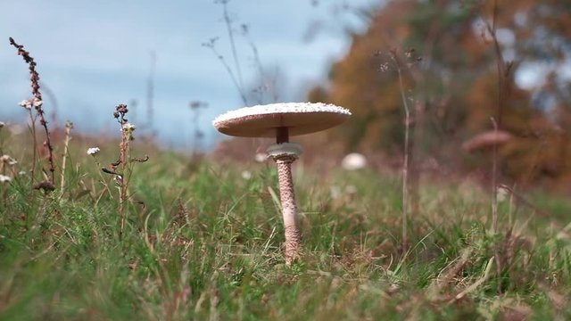 Wild parasol mushroom on a meadow. Slow motion POV pedestal camera movement. Shot on a gimbal.